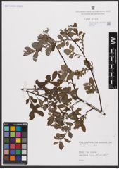 Foto von Salix aurita L.